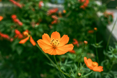 Close-up of orange cosmos flower