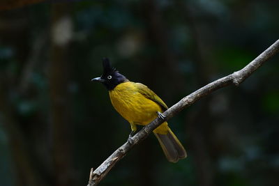 Close-up of bird perching on branch