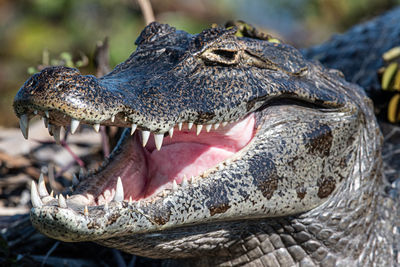 Close-up of a reptile