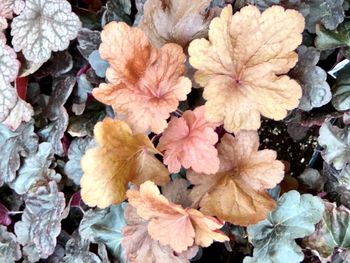 High angle view of dry leaves on plant