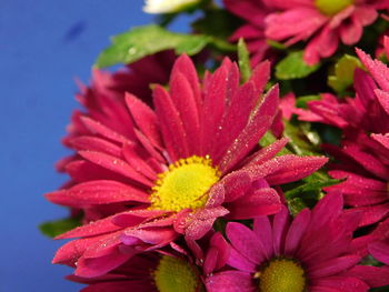 Close-up of pink flower