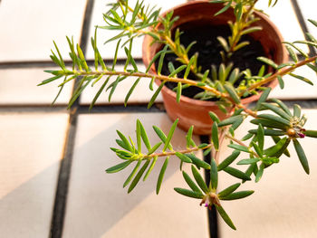 Close-up of potted plant