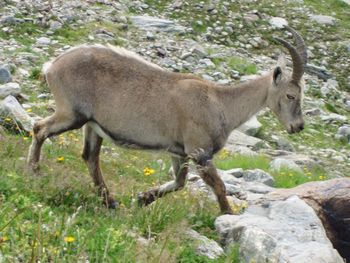 Side view of horse walking on rock