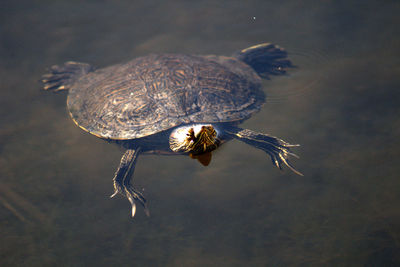 Red eared slider turtle swimming in lake