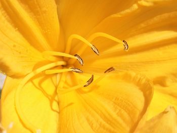 Close-up of yellow flowering plant