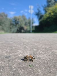 Close-up of insect on road