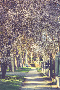 View of cherry trees in park