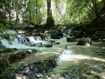 Scenic view of waterfall in forest