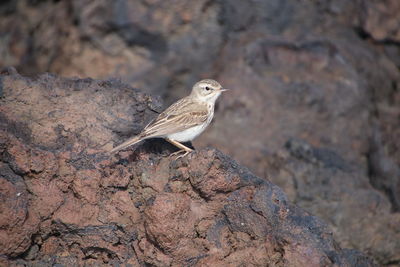 Close-up of bird perching on rock