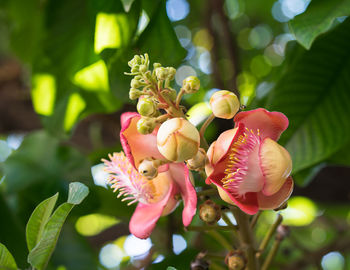 Close-up of pink flowering plant