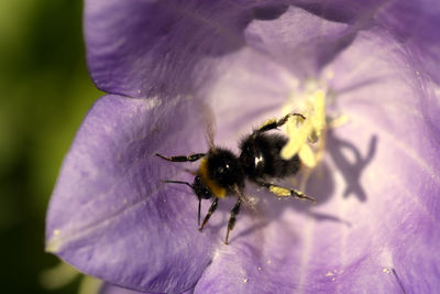 Close-up of bee pollinating on purple flower