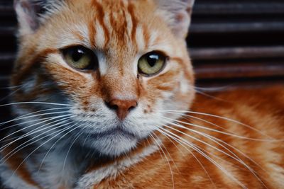 Close-up portrait of a cat
