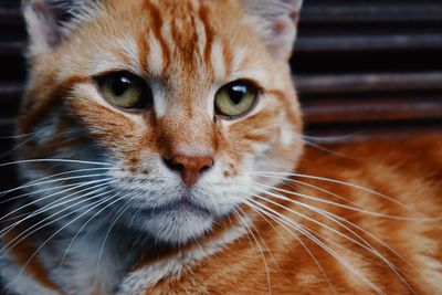 Close-up portrait of cat