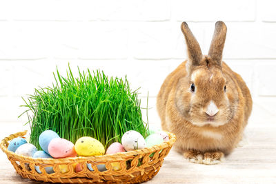 Close-up of rabbit on table