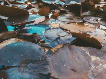High angle view of dry leaves on land