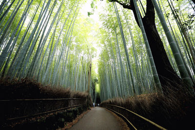 Road amidst trees in forest