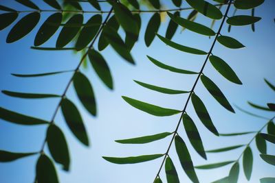 Low angle view of leaves against blue sky