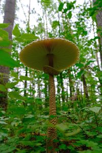 Close-up of mushroom growing in forest