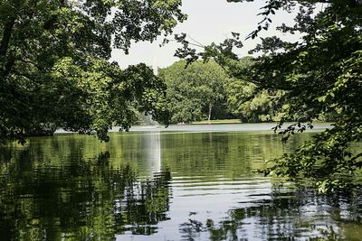 Reflection of trees in lake