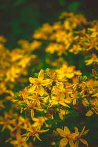 Close-up of yellow flowers blooming outdoors