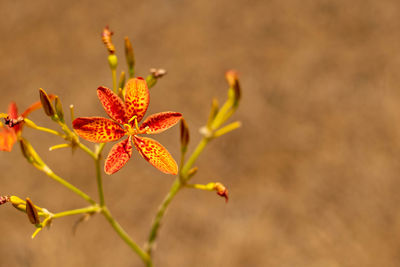 Close-up of flowering plant