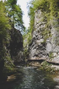 Scenic view of river amidst trees in forest