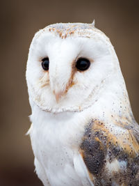 Close-up portrait of white owl