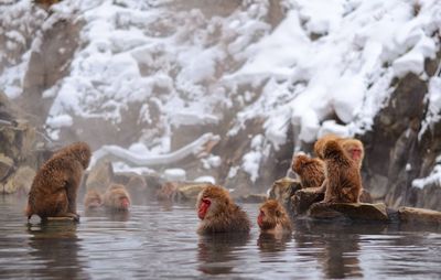 Japanese macaques relaxing in hot spring by snowcapped mountain