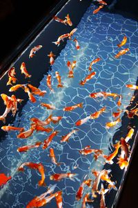 High angle view of fishes swimming in water