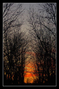 Low angle view of trees against sky