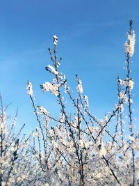 Low angle view of flower tree against blue sky