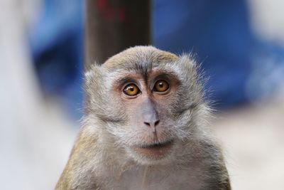 Close-up of monkey looking away