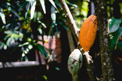 Cocoa pods hanging on tree branch