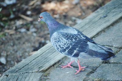 Close-up of bird perching on retaining wall