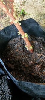 High angle view of meat on plant