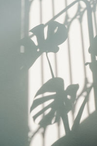 Close-up of shadow on wall