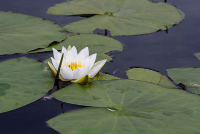Close-up of lotus water lily in lake