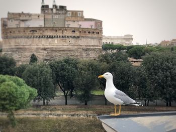 Seagull on a wall