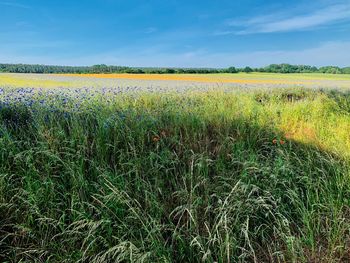 Scenic view of grassy field against sky