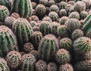 Full frame shot of succulent plant on field