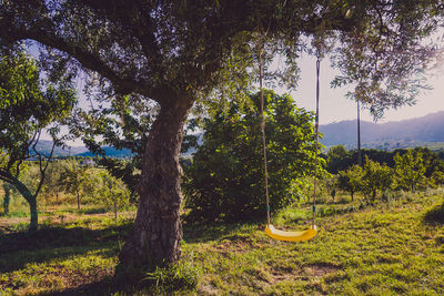 Trees on field