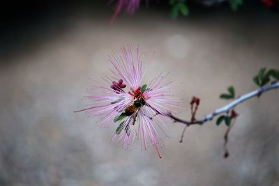 Close-up of insect on pink flower