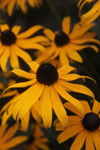 Close-up of yellow daisy flowers