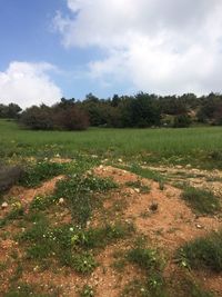 Scenic view of field against sky