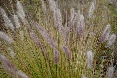 Close-up of grass growing outdoors