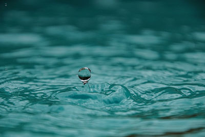 Close-up of jellyfish in swimming pool