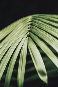 Close-up of palm leaves against black background