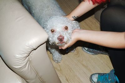 High angle view of hands playing with dog