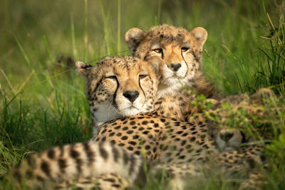 Close-up of cheetah and cubs lying down