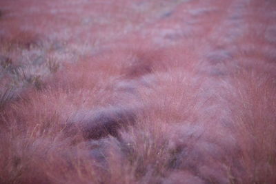 Full frame shot of plants on field